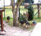 Schäferhundwelpen rein DDR /blütig in schwarzbraun